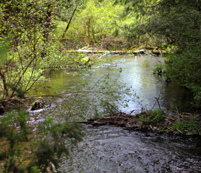 keeping water clean for fish
