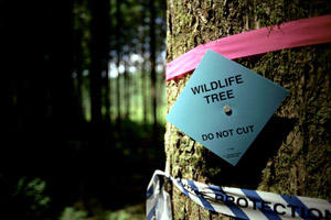 Wildlife reserve tree